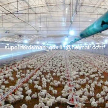 Équipement de ferme avicole pour poulets